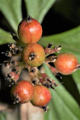 15 WESTERN BUNCHBERRY Alaskan Dogwood Canadian Cornus Unalaschkensis White Sun or Shade Groundcover Flower Edible Red Berry Herb Seeds
