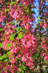 25 RED FLOWERING CURRANT Ribes Sanguineum aka Blood Currant Edible Fruit Blue Black Berries Shrub Seeds