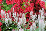 20 FILIGRAN FOAMFLOWER White & Pink Tiarella Polyphylla Laceflower Shade Flower Seeds
