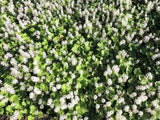 20 FILIGRAN FOAMFLOWER White & Pink Tiarella Polyphylla Laceflower Shade Flower Seeds
