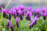 100 FRENCH LAVENDER aka Butterfly Lavender, Spanish, Topped Lavandula Stoechas Fragrant Blue Purple Flower Herb Seeds