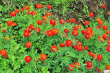 400 RED CHERRY MARIGOLD French Red & Yellow 2 Tone Tagetes Patula Flower Seeds