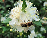 20 TRUE MYRTLE Myrtus Communis aka Common & Sweet Myrtle Fragrant White Flower Edible Blue Berry Fruit Shrub Seeds