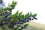 20 TRUE MYRTLE Myrtus Communis aka Common & Sweet Myrtle Fragrant White Flower Edible Blue Berry Fruit Shrub Seeds