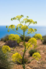 40 SEA FENNEL Rock Samphire Crithmum Maritimum Fragrant Herb Edible Vegetable Yellow Flower Seeds