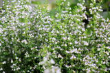 20 CALAMINT Lesser Calamintha Nepeta Officinalis Fragrant Herb White - Lilac Flower Seeds