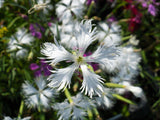 25 Dwarf LITTLE MAIDEN DIANTHUS Arenarius f. Nanus Fragrant White Flower Seeds