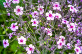 10 WHITE MADEIRA GERANIUM Maderense Cranesbill Giant Herb Robert Pink Eye Flower Seeds