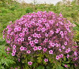 10 WHITE MADEIRA GERANIUM Maderense Cranesbill Giant Herb Robert Pink Eye Flower Seeds