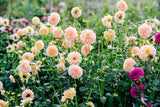 50 WATERCOLOR MIX DAHLIA Variabilis Double Bloom Mixed Colors Yellow Peach Pink Lavender Cream Orange Flower Seeds