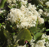 20 White SNOWBRUSH Ceanothus Velutinus aka Mountain Balm or Buckbrush Evergreen Native Flower Shrub Seeds
