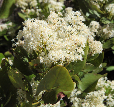 20 White SNOWBRUSH Ceanothus Velutinus aka Mountain Balm or Buckbrush Evergreen Native Flower Shrub Seeds