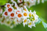 5 YELLOWHORN TREE Xanthoceras Sorbifolium aka Goldenhorn, Raintree, Chinese Flowering Chestnut - White Yellow Red Fragrant Flower Seeds