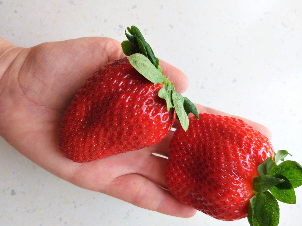 15 GIANT STRAWBERRY Fragaria spp June Bearing Huge Red Berry Fruit White Flower Seeds