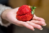15 GIANT STRAWBERRY Fragaria spp June Bearing Huge Red Berry Fruit White Flower Seeds