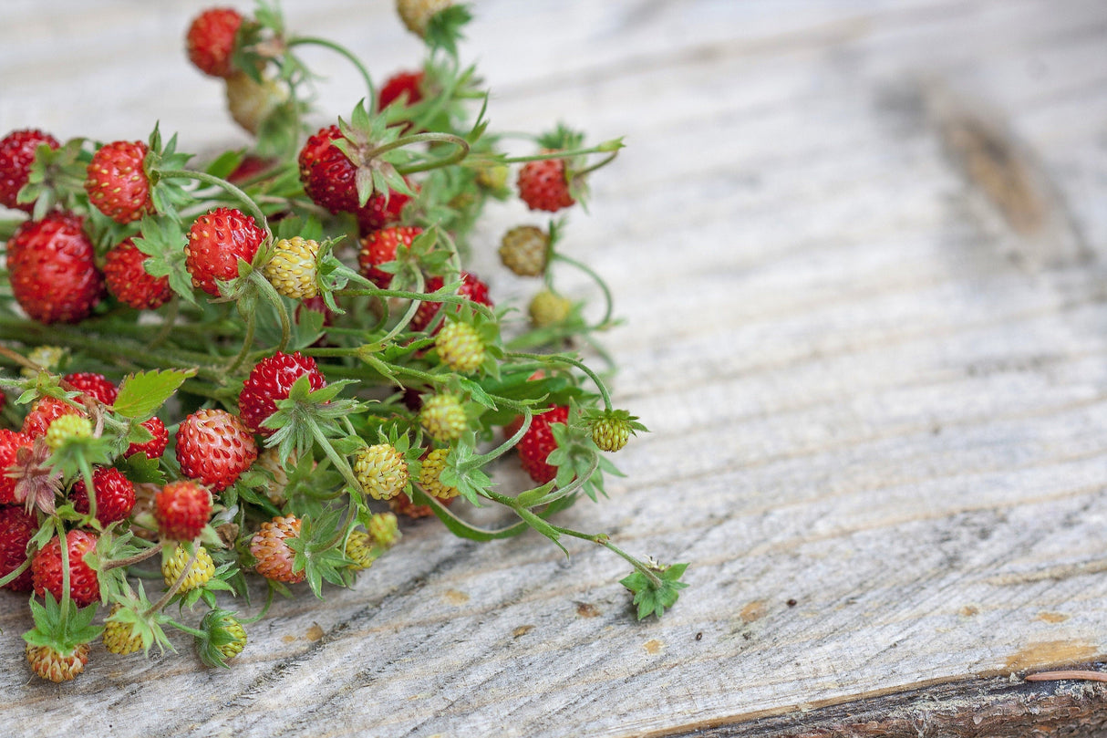 50 ALEXANDRIA STRAWBERRY Everbearing Alpine Fragaria Vesca Red Berry Fruit White Flower Seeds