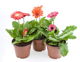 20 GERBER DAISY Mix Gerbera Jamesonii aka Barberton or African Daisy Mixed Colors Pink Purple Red Orange Yellow White Flower Seeds