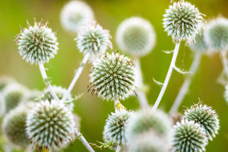 20 Silver GIANT GLOBE THISTLE Echinops Sphaerocephalus Great Globethistle Silvery White Flower Seeds