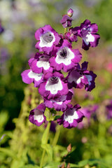 100 SENSATION MIX PENSTEMON Hartwegii Beardtongue Mixed Colors Two Tone Red, Pink, White, Purple, White Flower Seeds