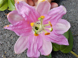 10 BANANA PASSION FRUIT Pink Passion Flower Passiflora Mollissima Yellow Skin Orange Pulp Vine Seeds