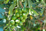 5 MACADAMIA NUT Tree Macadamia Integrifolia Brown Shell Beige Nut Fruit White & Pink Flower Seeds