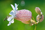 100 MAIDENSTEARS Silene Vulgaris aka Bladder Campion Maidens Tears Pink & White Flower Seeds