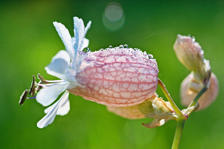 100 MAIDENSTEARS Silene Vulgaris aka Bladder Campion Maidens Tears Pink & White Flower Seeds