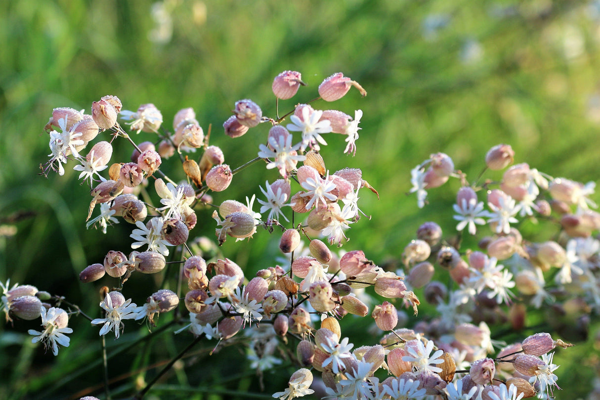 100 MAIDENSTEARS Silene Vulgaris aka Bladder Campion Maidens Tears Pink & White Flower Seeds