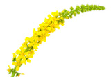 15 CHURCH STEEPLES Agrimonia Eupatoria aka Agrimony or Sticklewort Perennial Herb Yellow Flower Seeds