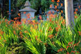 5 AFRICAN FLAG Chasmanthe Floribunda Cornflag Red Orange Hummingbird Flower Seeds