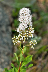 100 WHITE MEADOWSWEET Spiraea Alba Narrow Leaved Queen of the Prairie Native Flower Shrub Seeds