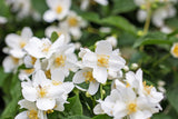 40 WESTERN MOCK ORANGE Philadelphus Lewisii Native White Yellow Flower Shrub Seeds
