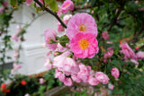 25 SWEET BRIAR ROSE Multiple Shades of Pink Eglantine Rose Rosa Eglanteria syn. Rosa Rubiginosa Flower Shrub Seeds