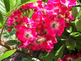25 SWEET BRIAR ROSE Multiple Shades of Pink Eglantine Rose Rosa Eglanteria syn. Rosa Rubiginosa Flower Shrub Seeds