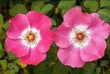 25 SWEET BRIAR ROSE Multiple Shades of Pink Eglantine Rose Rosa Eglanteria syn. Rosa Rubiginosa Flower Shrub Seeds