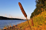1000 CREEPING MEADOW FOXTAIL 'Garrison' Alopecurus Arundinaceus Cool Season Moist Grass Hay Brown Yellow Flower Seeds