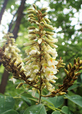 10 AMUR MAACKIA Cladrastis Amurensis Tree Ornamental White Flower Legume Seeds