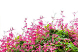 5 CORAL VINE Mexican Creeper Bee Bush Chain of Love Mountain Rose Antigonon Leptopus Bright Pink Climber Ground Cover Flower Seeds
