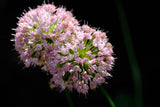 10 MOUSE GARLIC Allium Angulosum Wild Garlic Pink Flower Herb Seeds