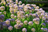 10 MOUSE GARLIC Allium Angulosum Wild Garlic Pink Flower Herb Seeds