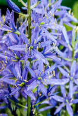 20 Blue LARGE CAMAS Camassia Leichtlinii Quamasia Great Camass Native Flower Seeds
