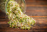 ORGANIC SPROUTING MIX - Peas, Mung & Adzuki Beans, Green, French, & Red Lentil Vegetable Sprout Seeds