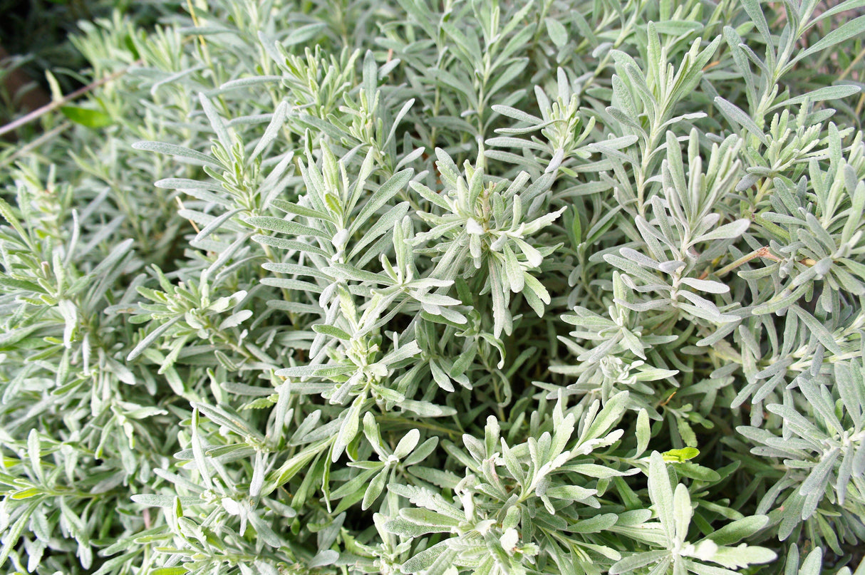 200 MUNSTEAD LAVENDER Blue English Lavandula Angustifolia Munstead Fragrant Purple Flower Herb Seeds