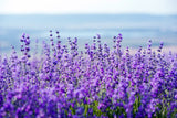 20 DWARF MUNSTEAD LAVENDER Blue English Lavandula Angustifolia Munstead Purple Fragrant Flower Herb Seeds