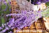 20 DWARF MUNSTEAD LAVENDER Blue English Lavandula Angustifolia Munstead Purple Fragrant Flower Herb Seeds