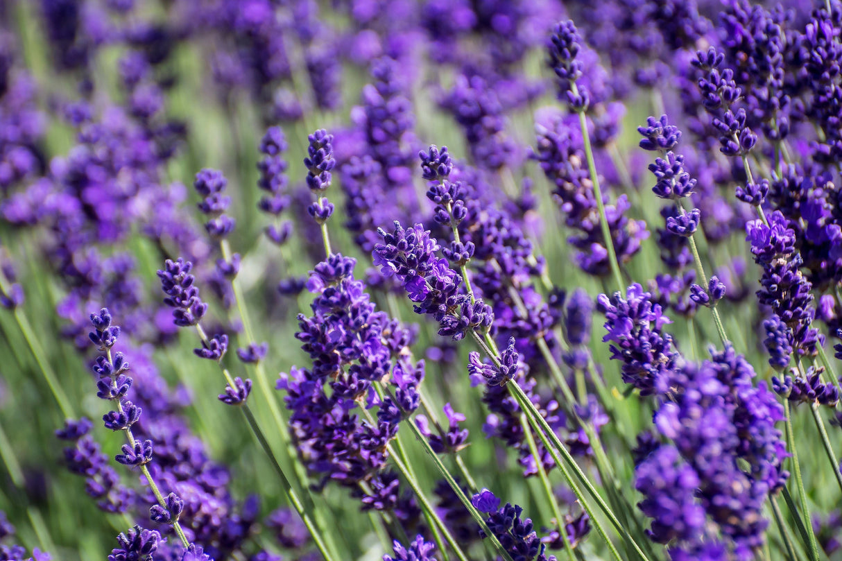 20 DWARF MUNSTEAD LAVENDER Blue English Lavandula Angustifolia Munstead Purple Fragrant Flower Herb Seeds
