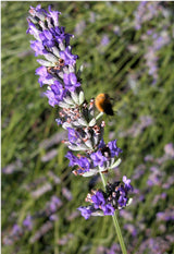 150 Portuguese SPIKE LAVENDER Lavandula Latifolia syn. Spica Broadleaved Fragrant Blue Purple Flower Herb Seeds