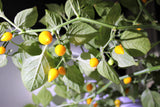 25 YELLOW BIQUINHO PEPPER Brazilian Chupetinho Capsicum Chinense Small Citrusy Sweet Semi Hot Chile Sweety Drop Vegetable Seeds