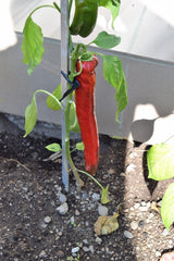 25 GIANT ACONCAGUA PEPPER Up to 12" Long Caspsicum Annuum Green Yellow Orange Red Vegetable Seeds