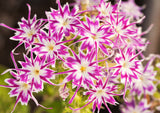100 TWINKLE DWARF PHLOX Drummondii Cuspidata var. Stellaris Star Mix Two Tone Mixed Colors Pink Purple Red White Flower Seeds